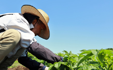【未経験OK】生姜 栽培スタッフ